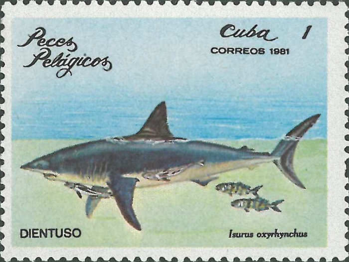 Isurus oxyrinchus Isurus oxyrinchus