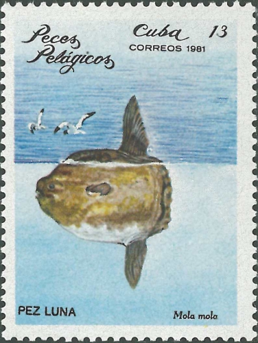 Mola mola