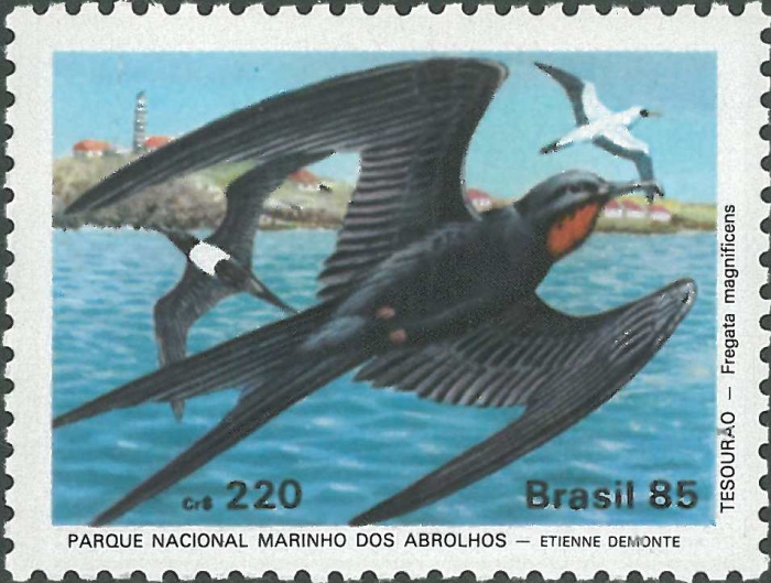 Fregata magnificens Fregata magnificens