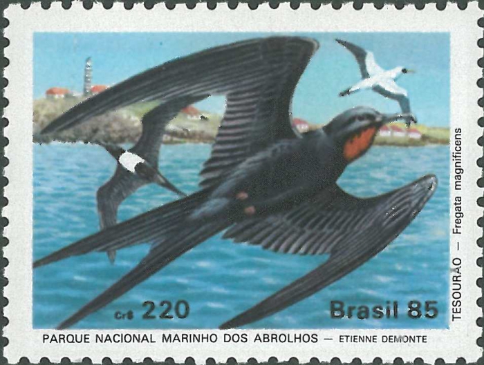 Fregata magnificens