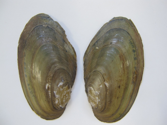Pyganodon cataracta Pyganodon cataracta