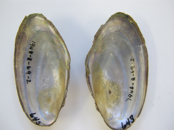 Pyganodon cataracta Pyganodon cataracta