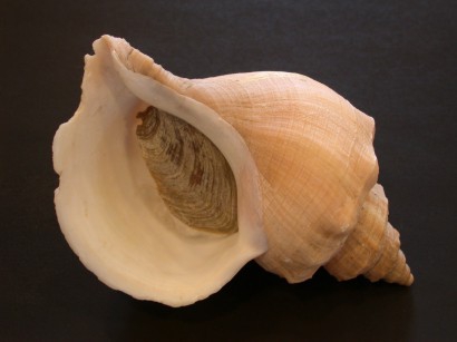 Picture of Neptunea despecta (Linnaeus, 1758) Picture of Neptunea despecta (Linnaeus, 1758)