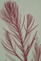 Rhodophyta (red algae)