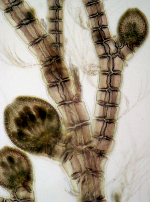 Neosiphonia harveyi Neosiphonia harveyi