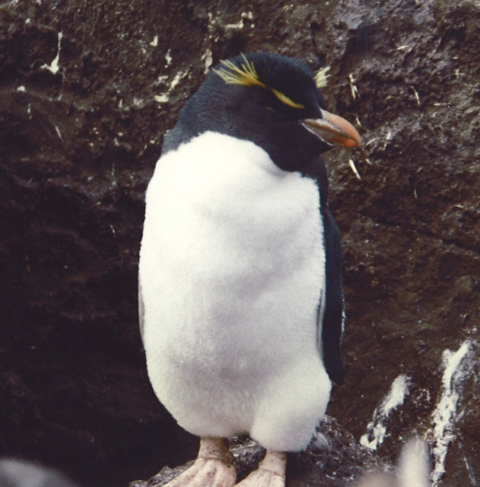 rockhopper penguin rockhopper penguin