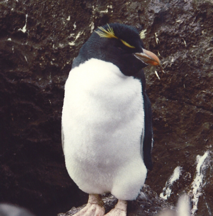 rockhopper penguin