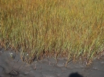Spartina alterniflora (marsh grass)