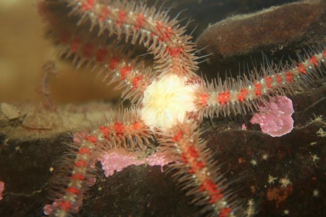 Brittle star Brittle star