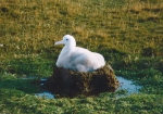 Wandering albatross chick