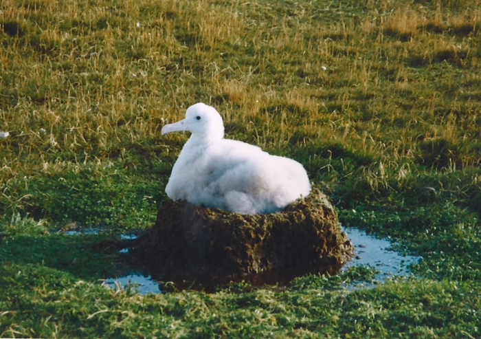 Wandering albatross chick Wandering albatross chick