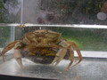 Crustacea (crustaceans)