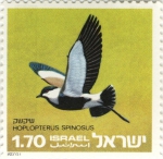 Vanellus spinosus