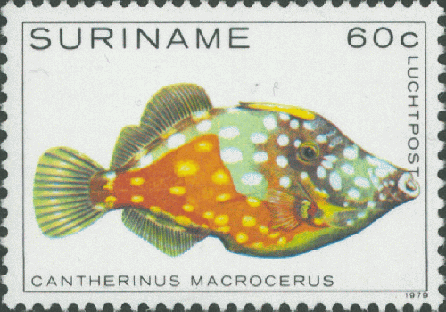 Cantherhines macrocerus