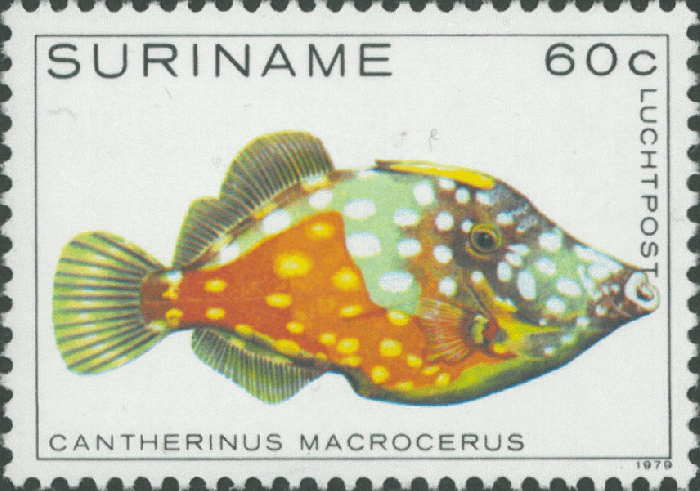Cantherhines macrocerus