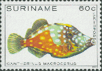 Tetraodontiformes