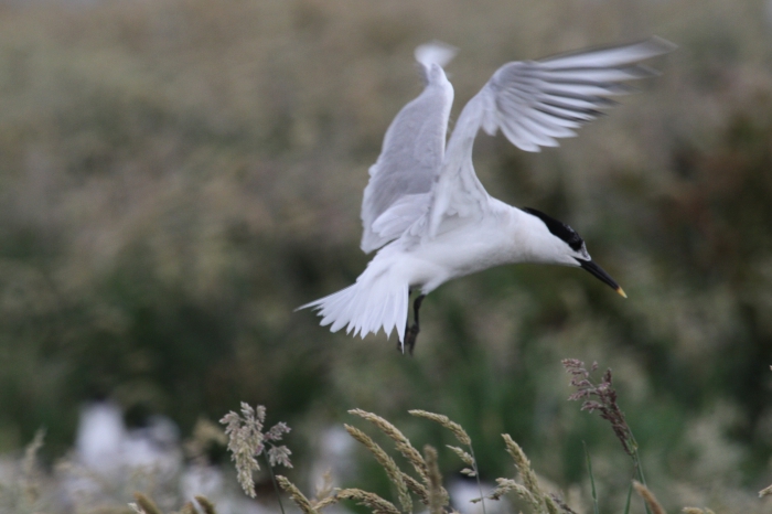 Sandwich Tern (Sterna sandvicensis) Sandwich Tern (Sterna sandvicensis)
