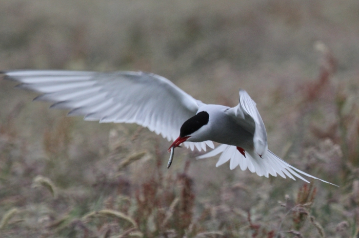 Arctic Tern (Sterna paradisaea)