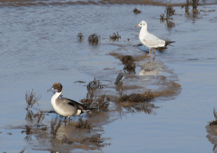 Pintail (Anas acuta)