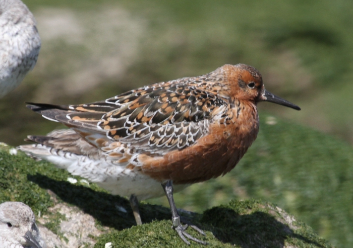 Knot (Calidris canutus)