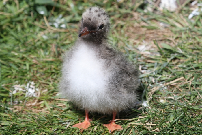 Arctic Tern (Sterna paradisaea)