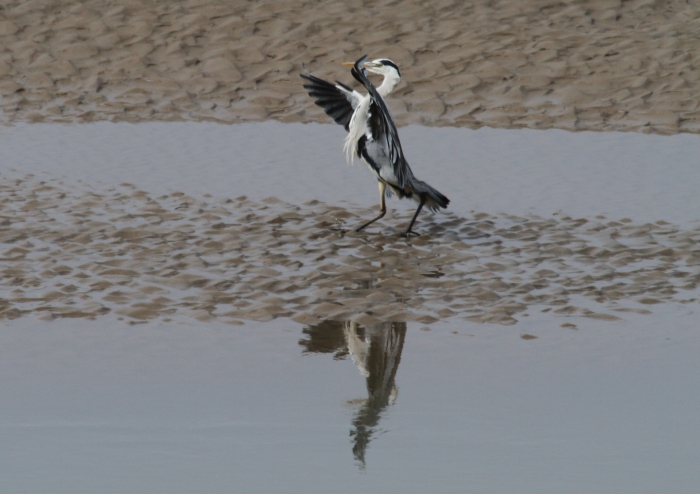 Grey heron (Ardea cinerea) Grey heron (Ardea cinerea)