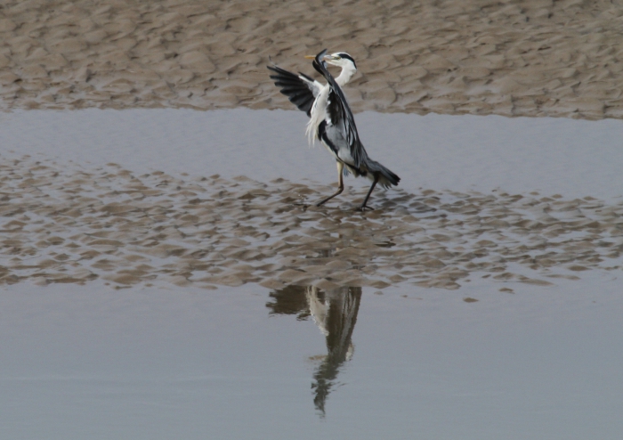 Grey heron (Ardea cinerea)