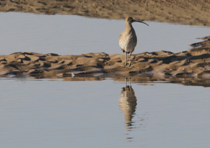 Curlew (Numenius arquata)