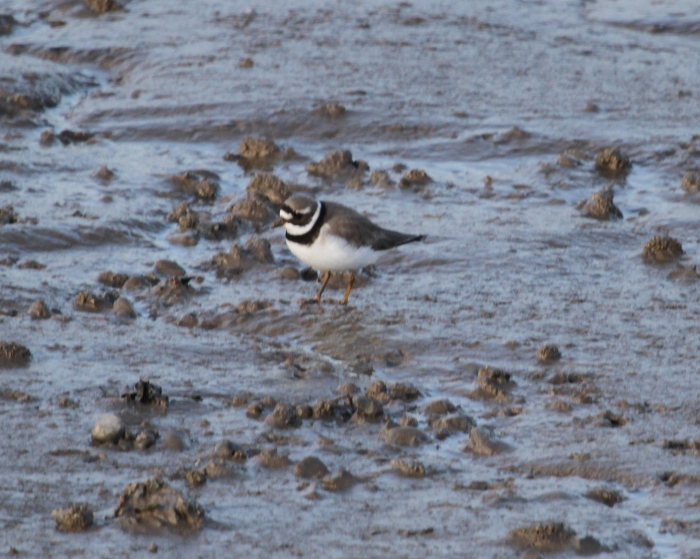 Ringed plover (Charadrius hiaticula)