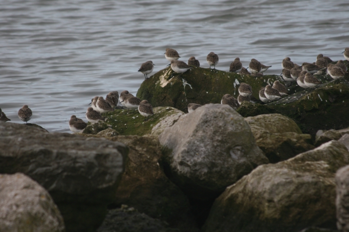 Knot (Calidris canutus)