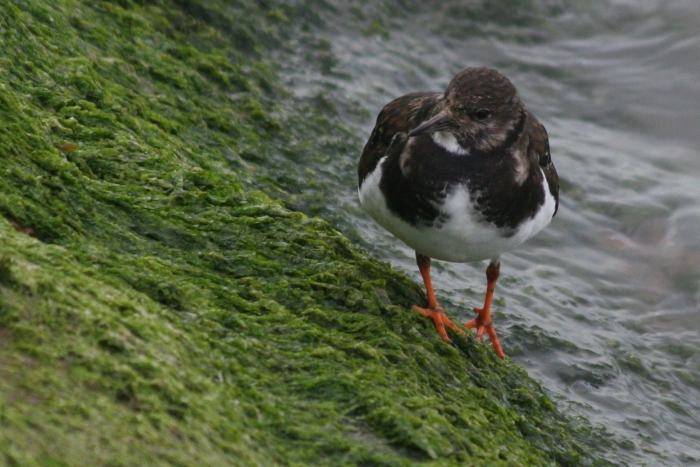 Turnstone (Arenaria interpres)