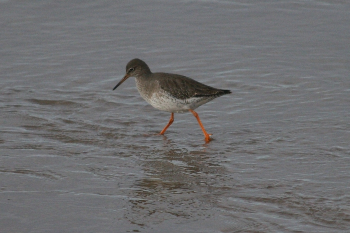 Redshank (Tringa totanus)