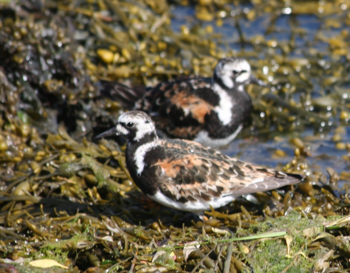 Turnstone (Arenaria interpres)