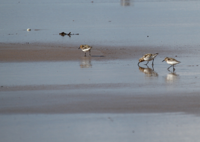 Little stint (Calidris minuta) Little stint (Calidris minuta)