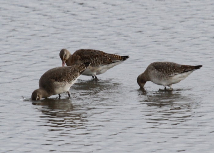 Black-tailed godwit (Limosa limosa)