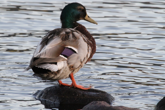 Mallard (Anas Platyrhynchos)