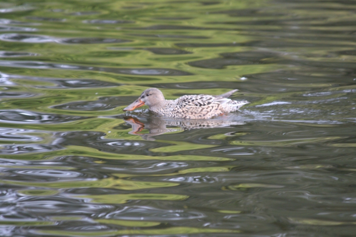 Shoveler (Anas clypeata)