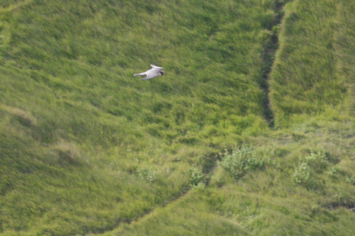 Peregrine (Falco peregrinus)