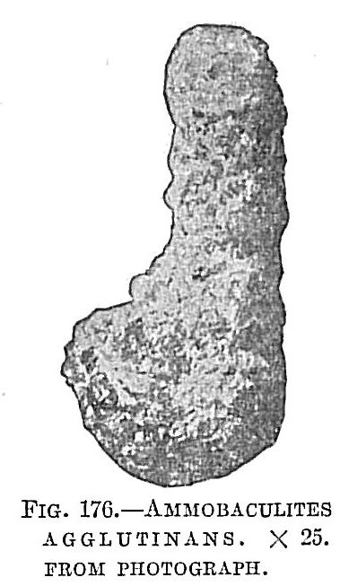 Ammobaculites agglutinans Ammobaculites agglutinans