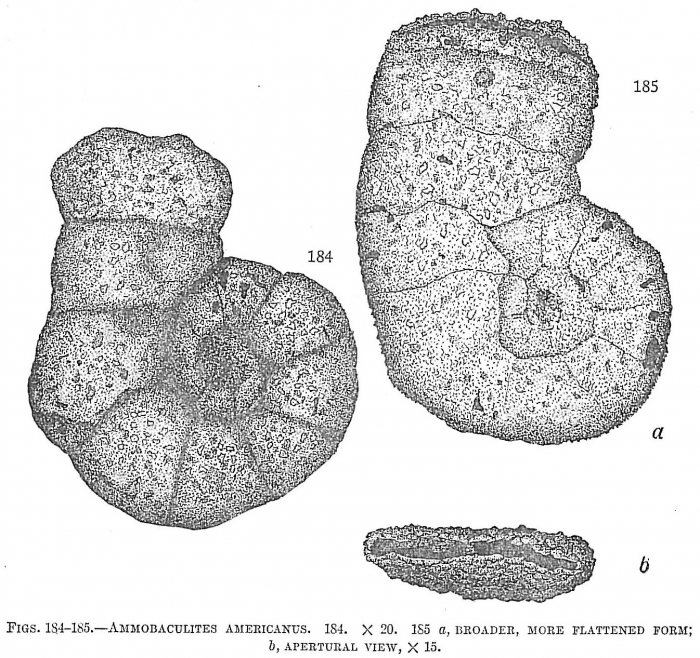 Ammobaculites americanus Ammobaculites americanus