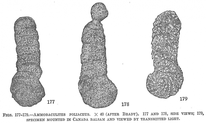 Ammobaculites foliaceus Ammobaculites foliaceus