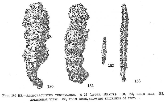 Ammobaculites tenuimargo Ammobaculites tenuimargo