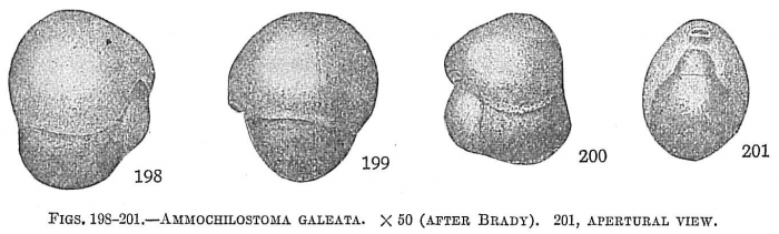 Ammochilostoma galeata Ammochilostoma galeata