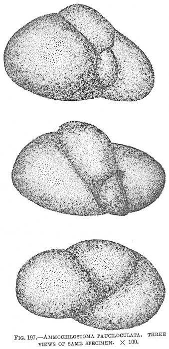 Ammochilostoma pauciloculata Ammochilostoma pauciloculata