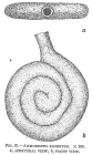 Ammodiscus excertus