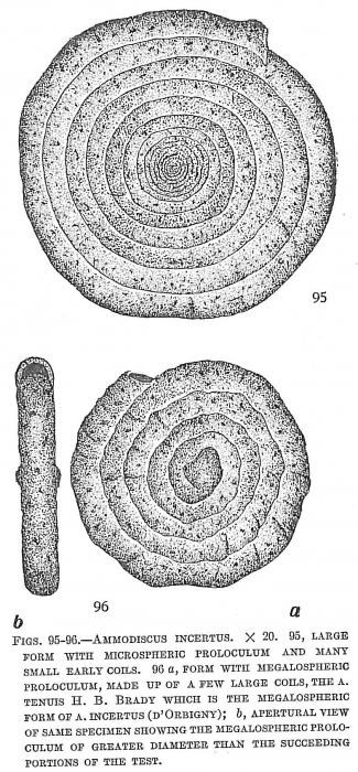 Ammodiscus incertus