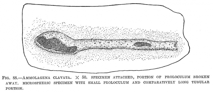 Ammolagena clavata