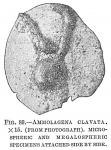 Ammolagena clavata