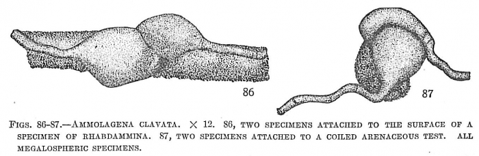 Ammolagena clavata