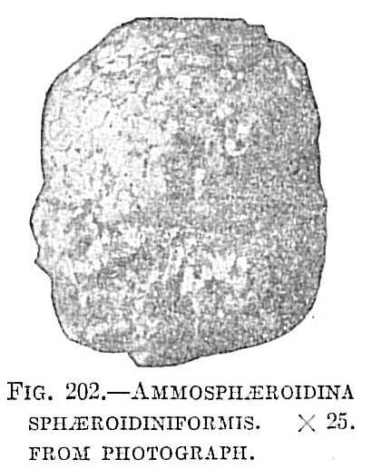 Ammosphaeroidina sphaeroidiniformis Ammosphaeroidina sphaeroidiniformis